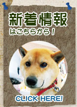 新着情報